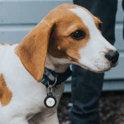 Belkin Uchwyty na AirTag z kółkiem do kluczy, 4 szt... | PartsPC.pl